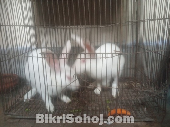 নিউজিল্যান্ড জাতের সাদা খরগোশ (Rabbits)